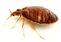 bedbugs1.png