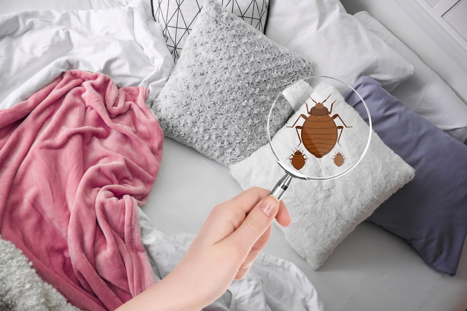 Finding pests in a bed