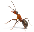 fireant.png