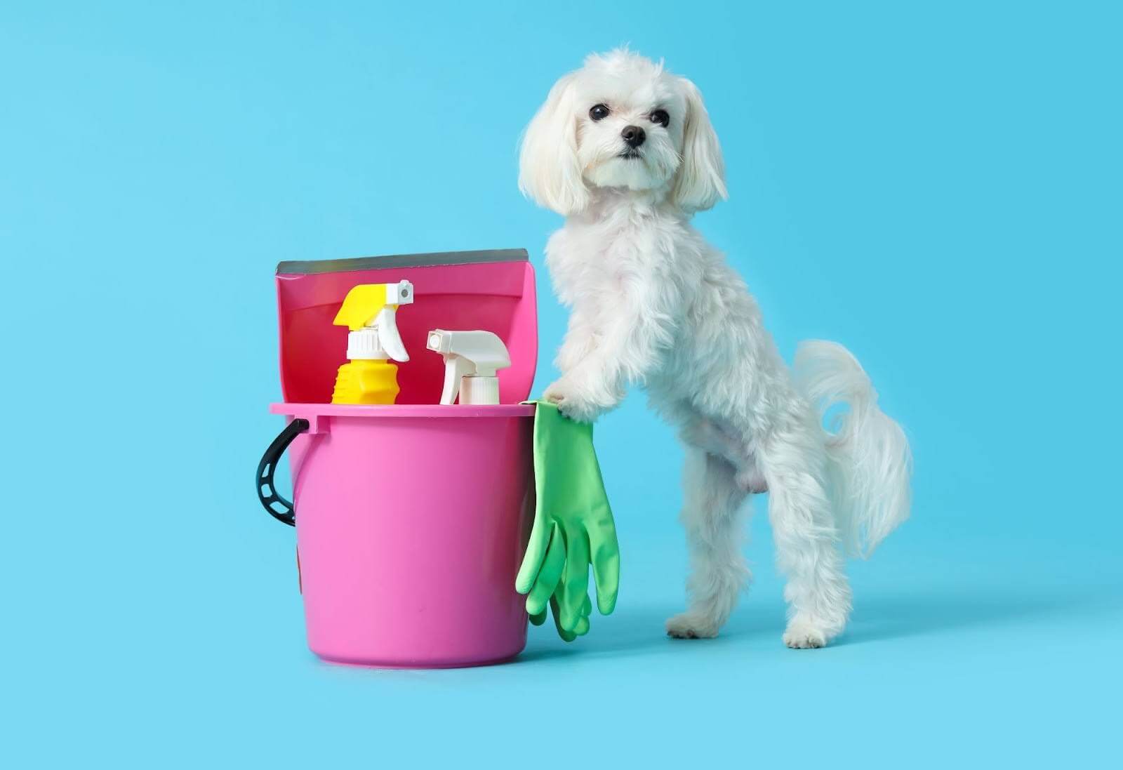 natural-ginesis-how-to-find-pet-safe-cleaning-products-that-work.jpg