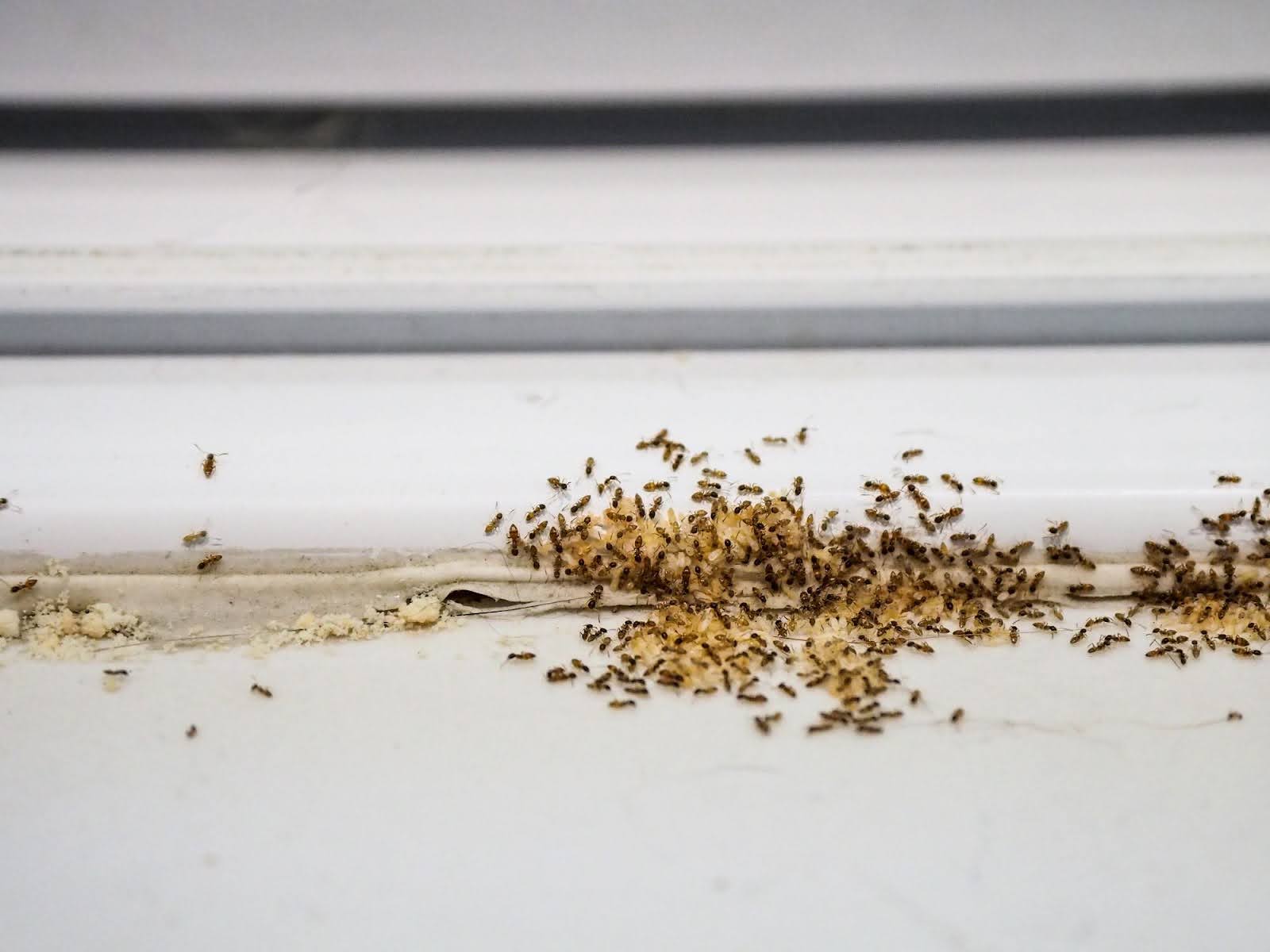 natural-ginesis-summertime-household-pests-to-be-on-the-lookout-for.jpg