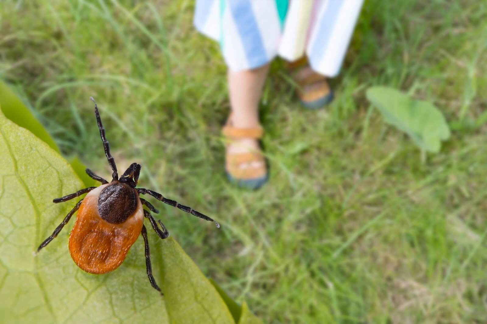 Parasite on a leaf. Parasite on a leaf.